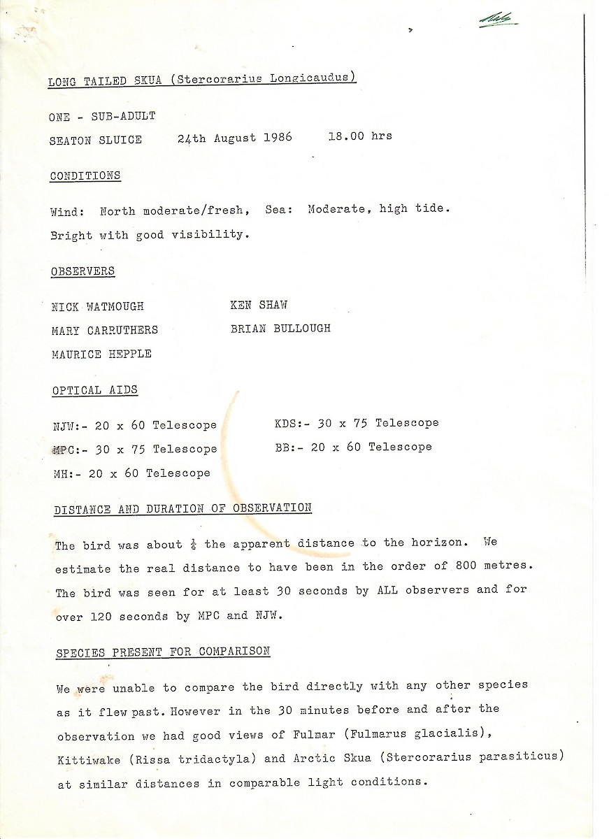 Falkenraubmöwe - ML647505707