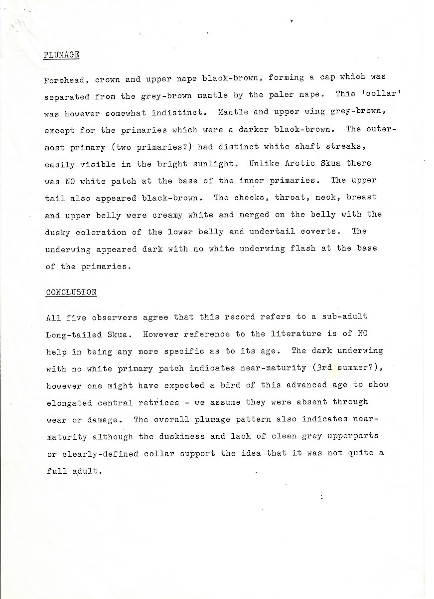 Falkenraubmöwe - ML647505708