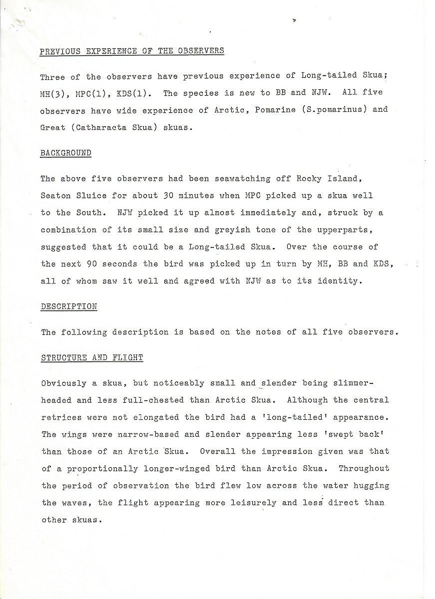 Falkenraubmöwe - ML647505709