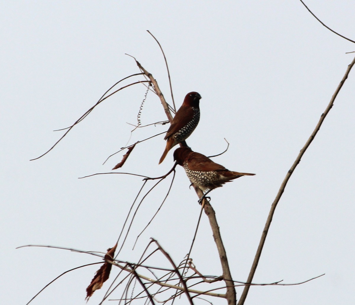 Muskatbronzemännchen - ML647505710