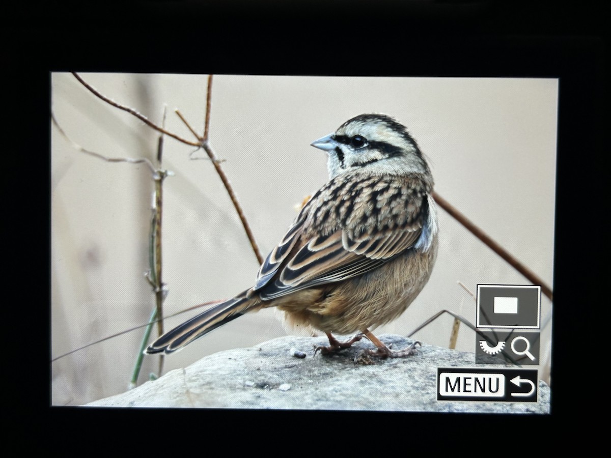 Zippammer - ML647505713