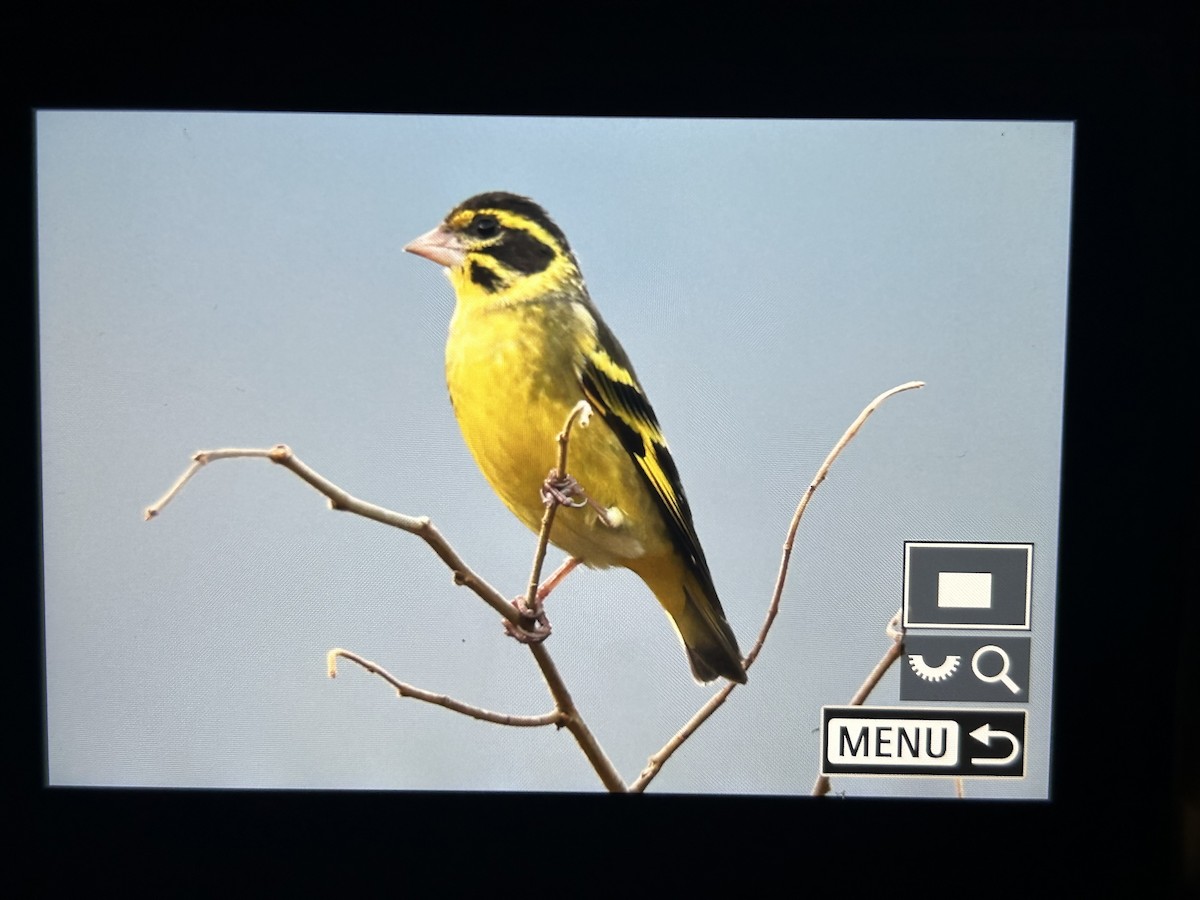 Himalajagrünfink - ML647505715