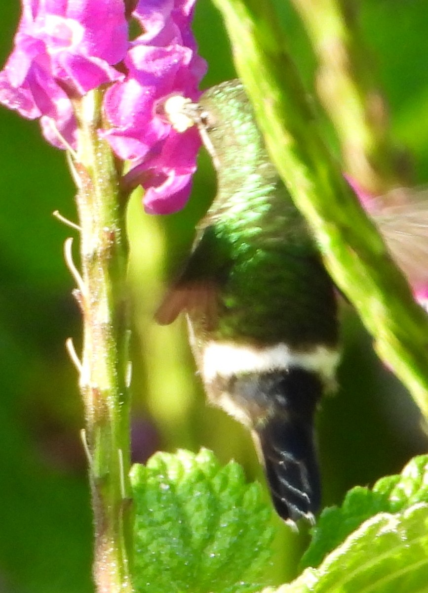 Grünfadenelfe - ML647505717