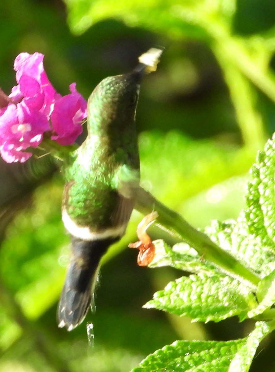 Grünfadenelfe - ML647505718