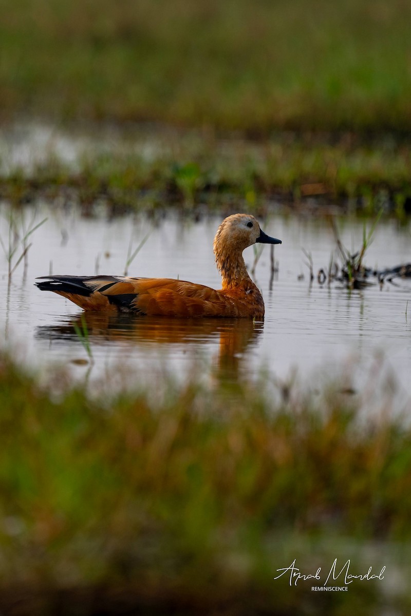 Rostgans - ML647505719