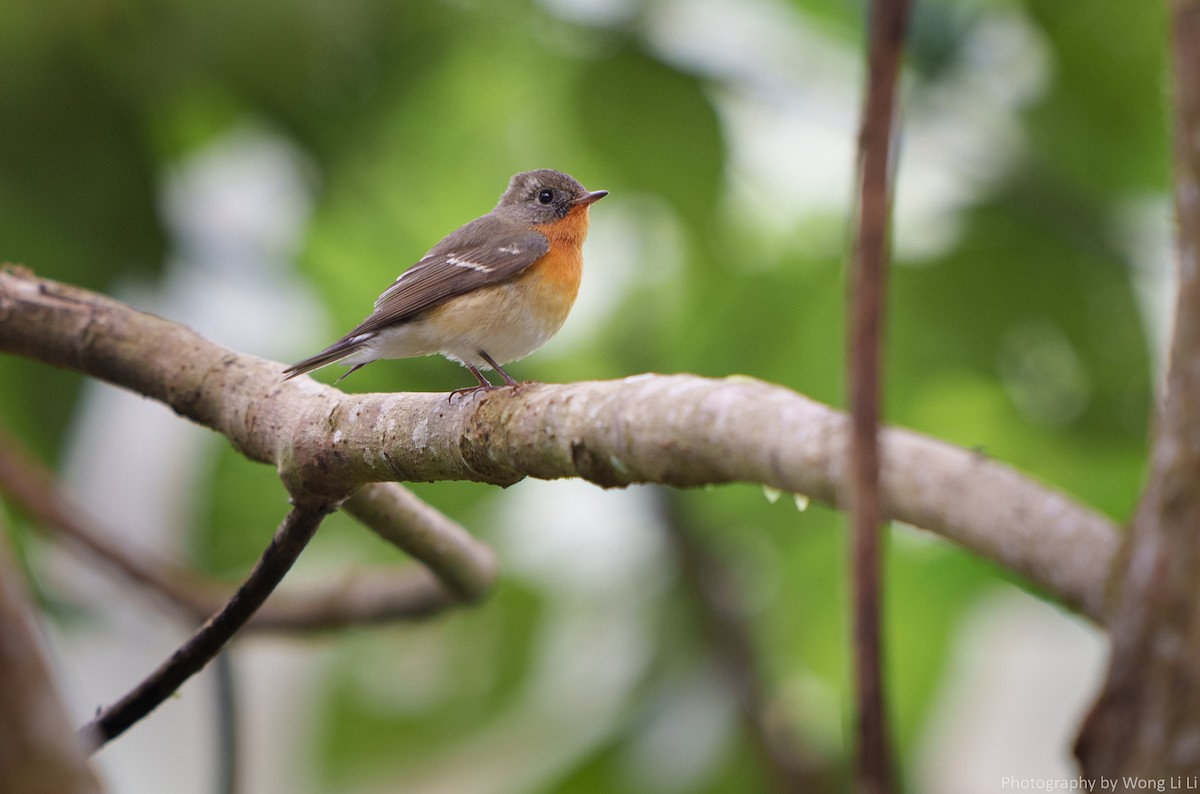 Mugimakischnäpper - ML647505720