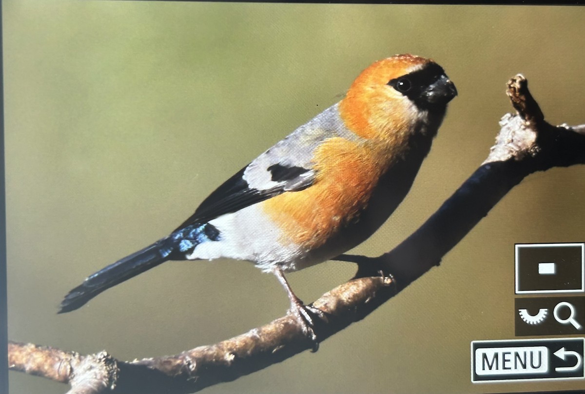 Red-headed Bullfinch - ML647505721