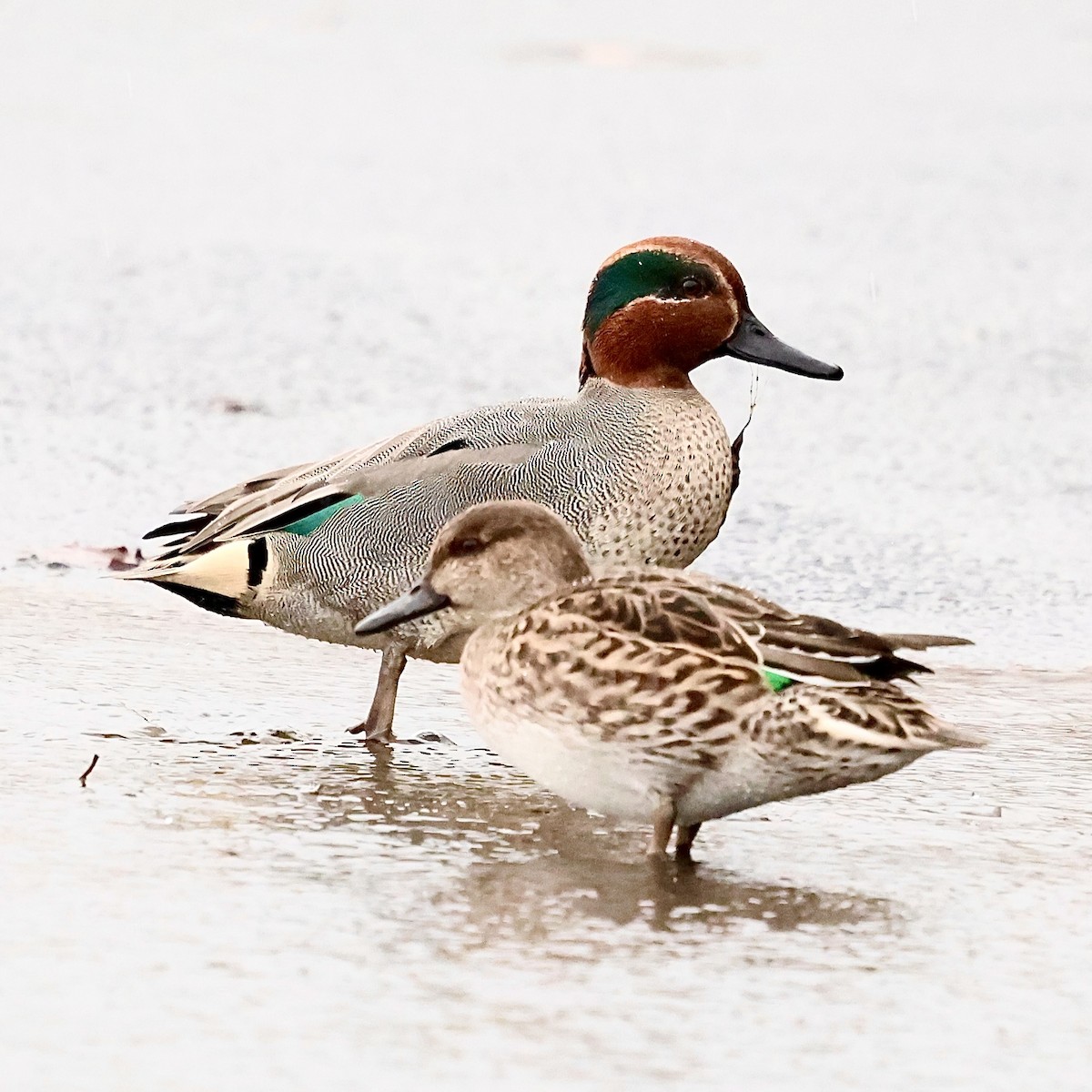 krikkand - ML647505733