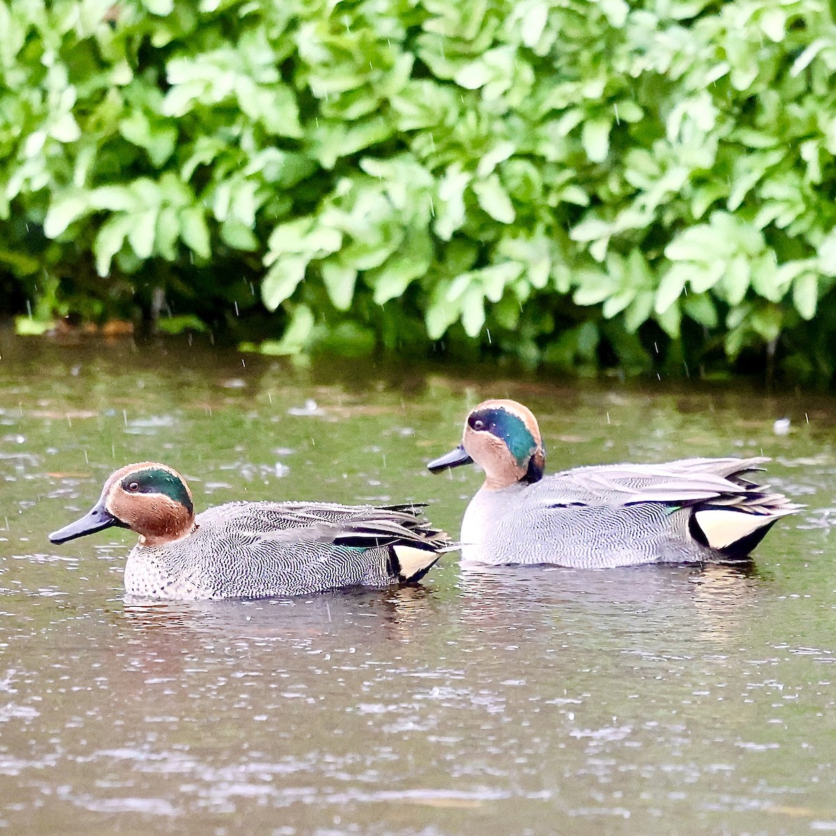 krikkand - ML647505734