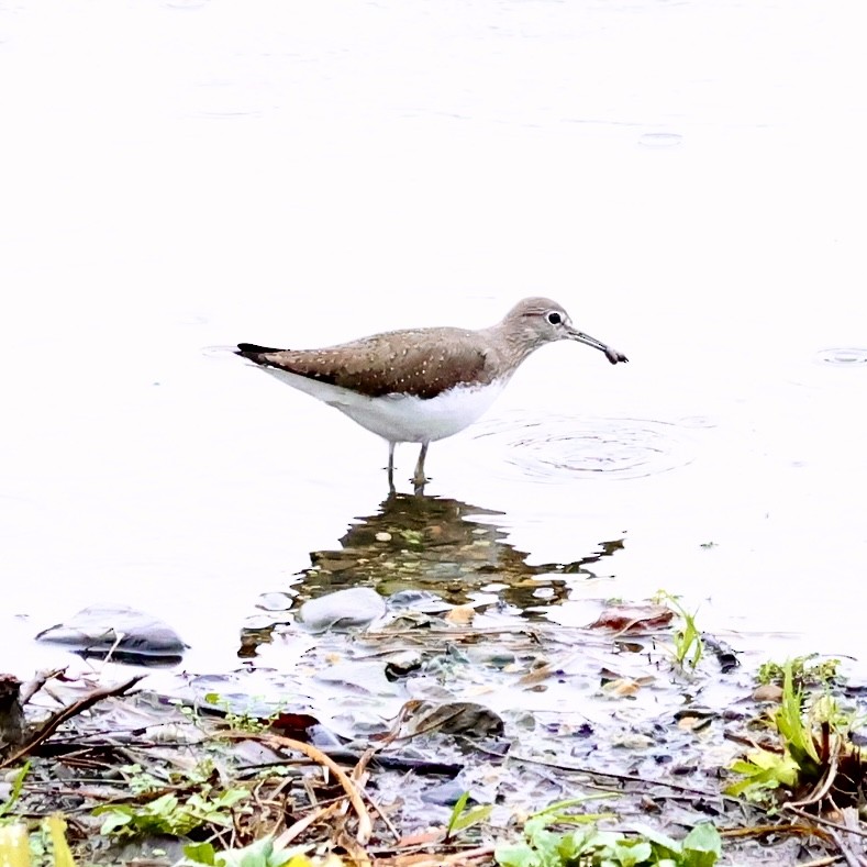 skogsnipe - ML647505737