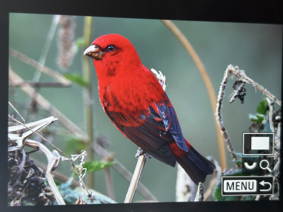 Scarlet Finch - ML647505738