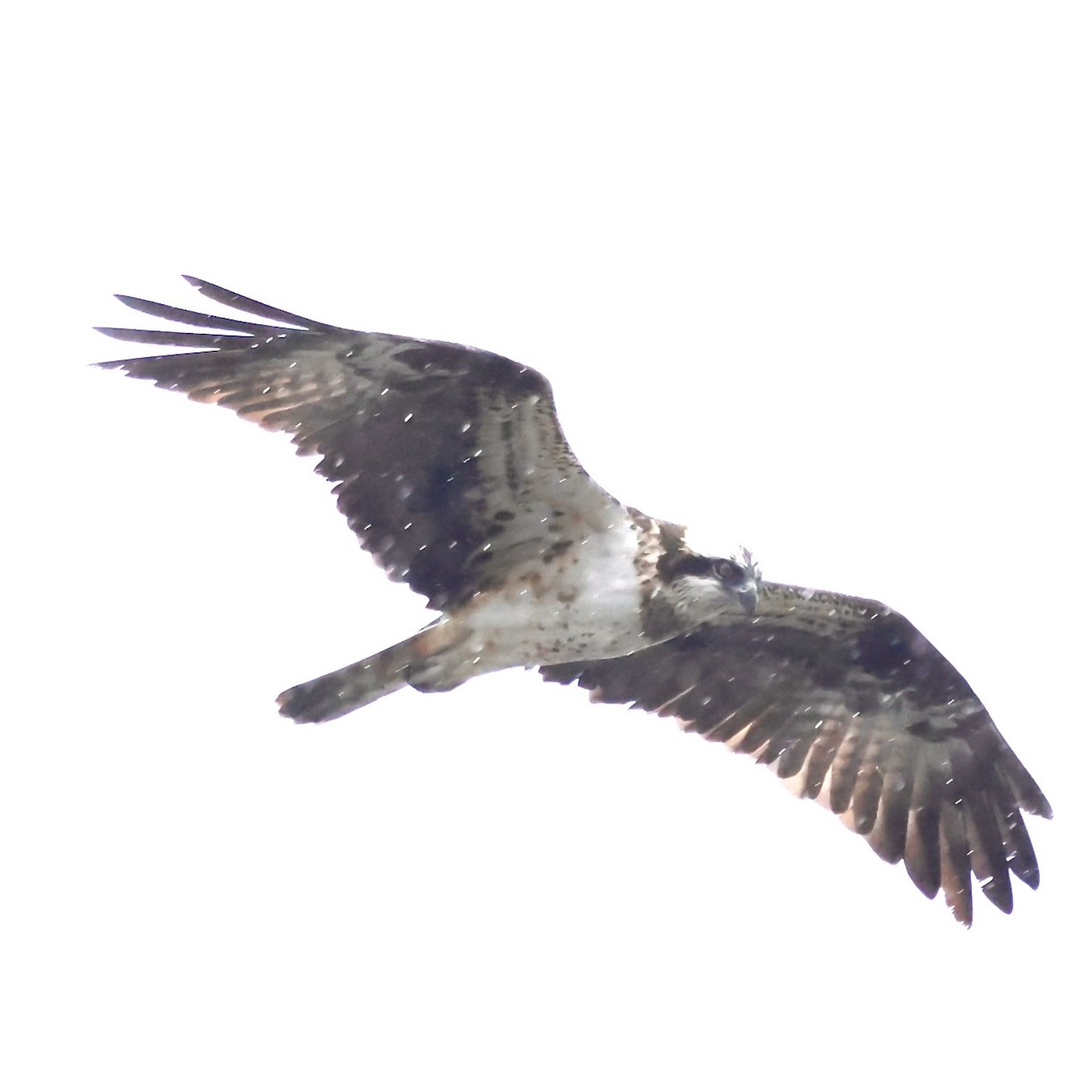 fiskeørn - ML647505740