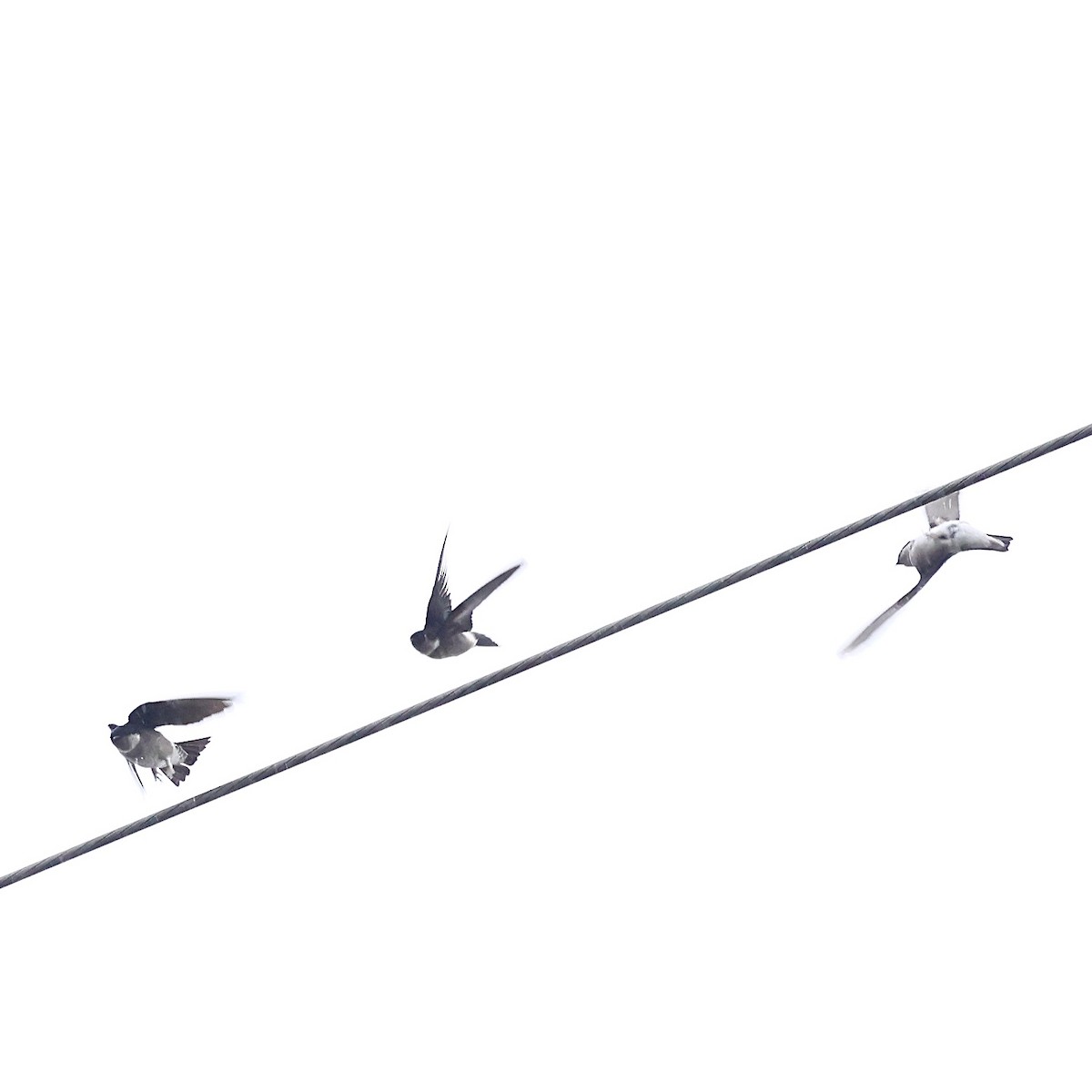 asiataksvale - ML647505746