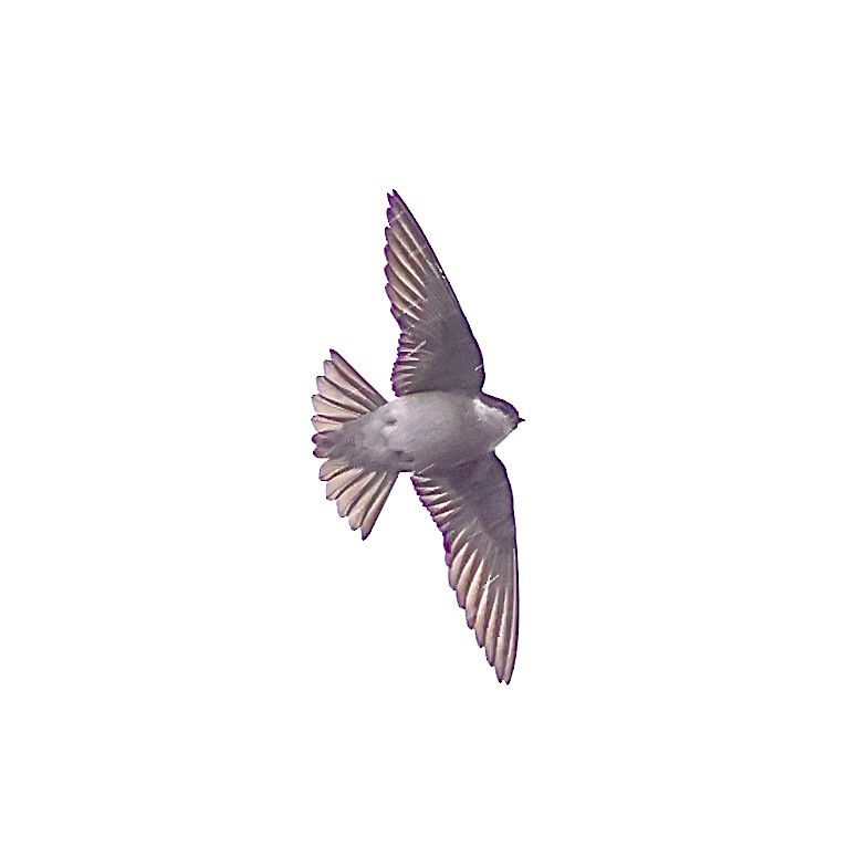 asiataksvale - ML647505747