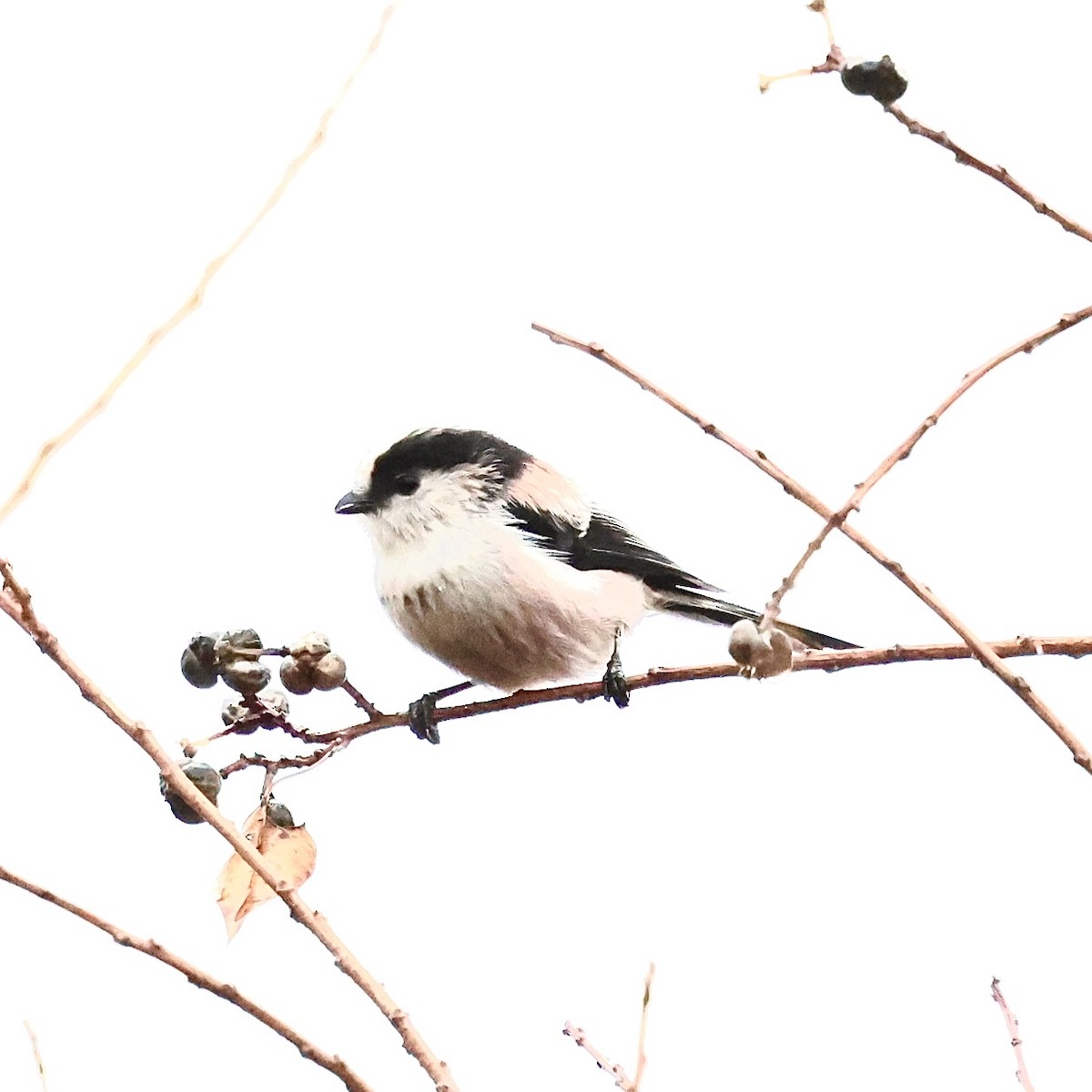 stjertmeis - ML647505752