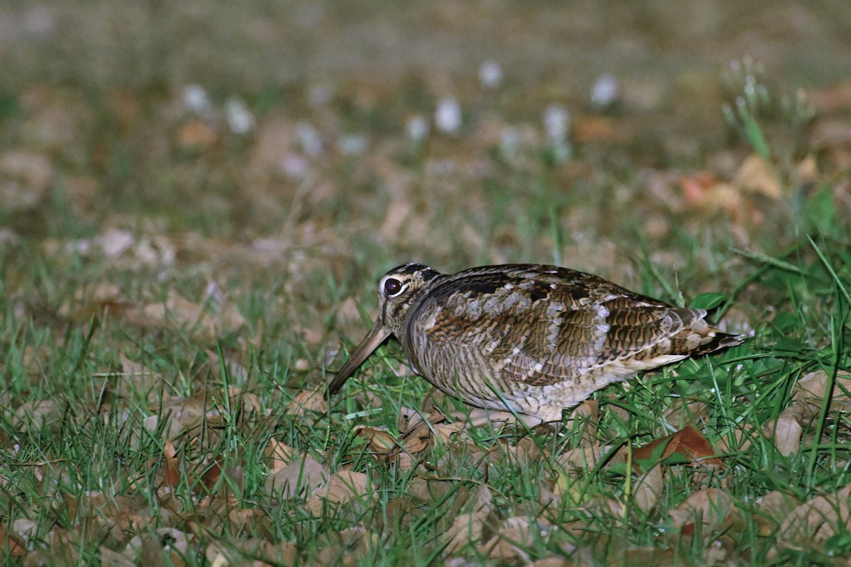 Oilagor eurasiarra - ML647505753