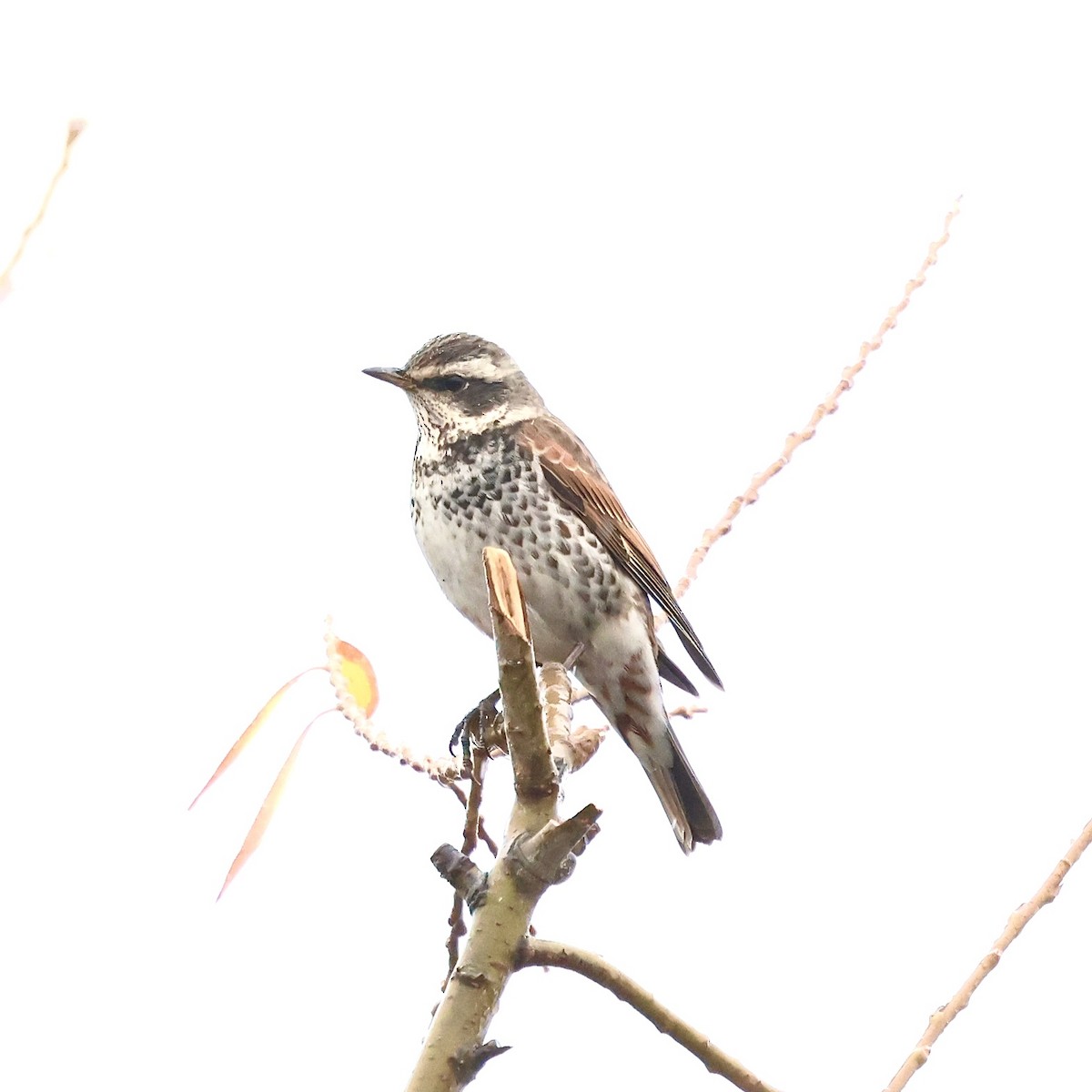 svartflekktrost - ML647505754