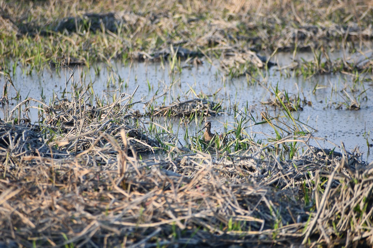 חרטומית ביצות - ML647505761