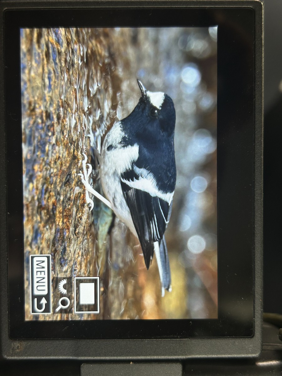 Little Forktail - ML647505770