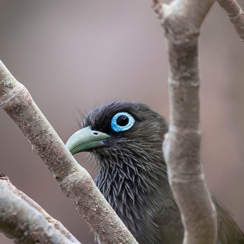 Blue-faced Malkoha - ML647505771