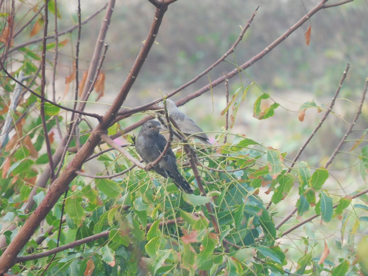 Gray-bellied Cuckoo - ML647505773