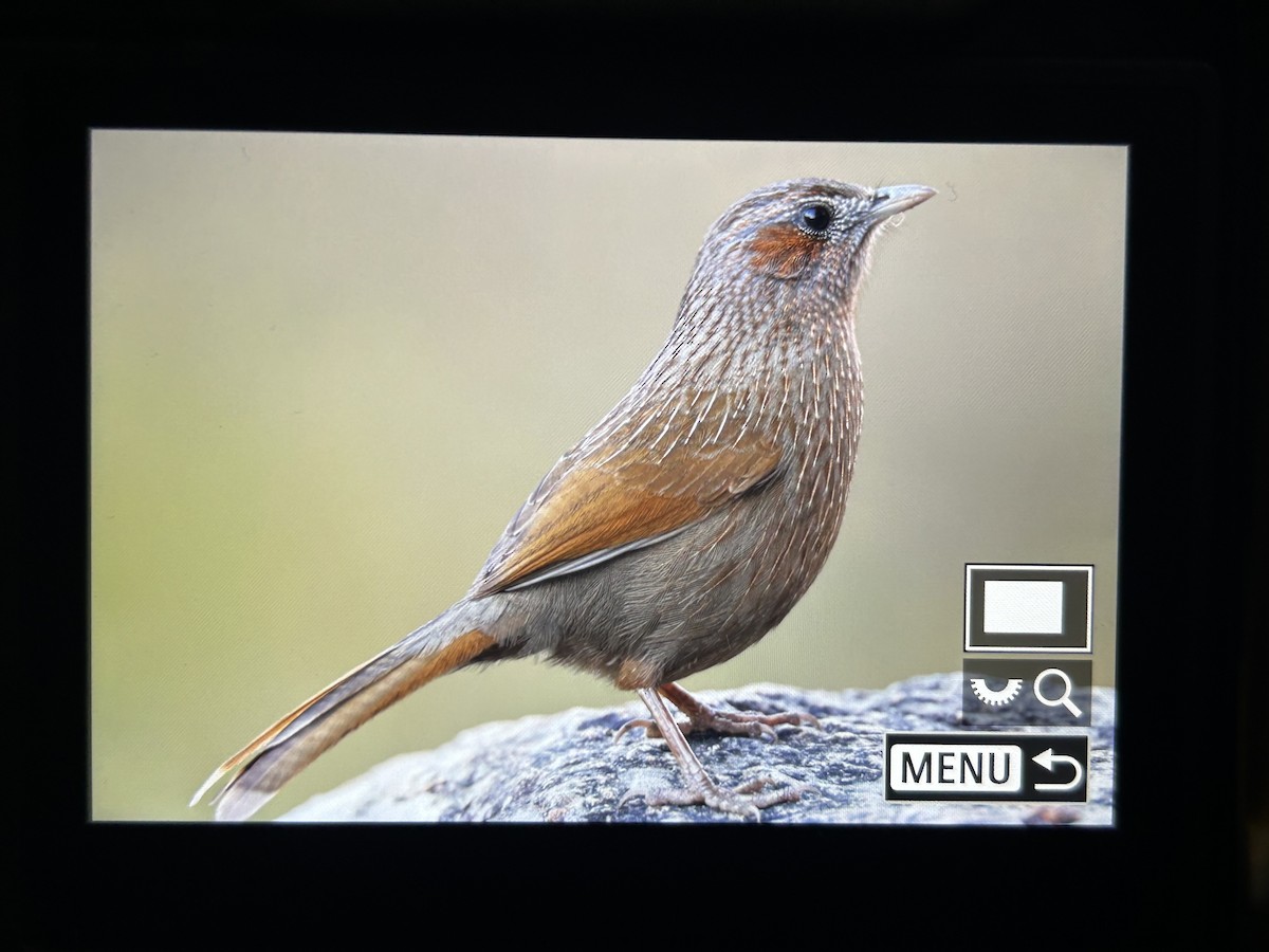 Streaked Laughingthrush - ML647505787