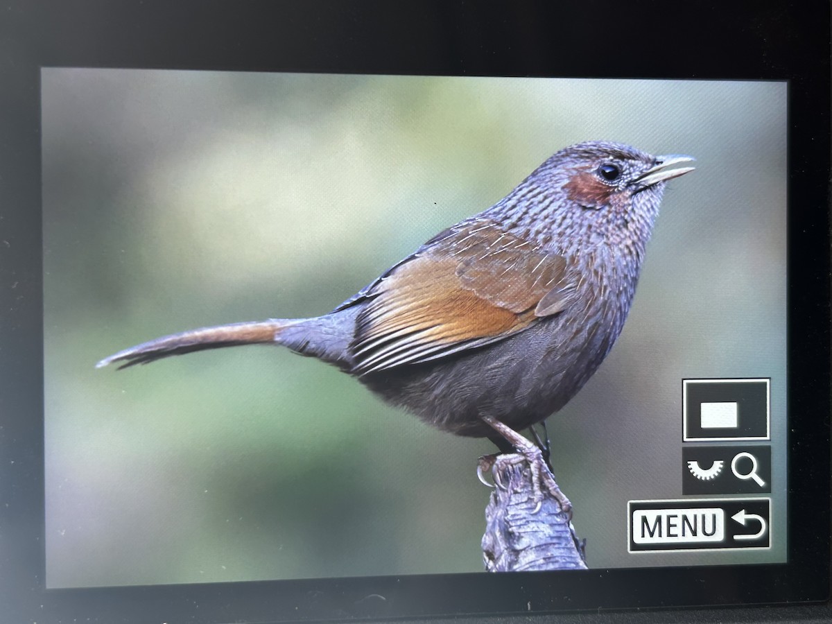 Streaked Laughingthrush - ML647505788