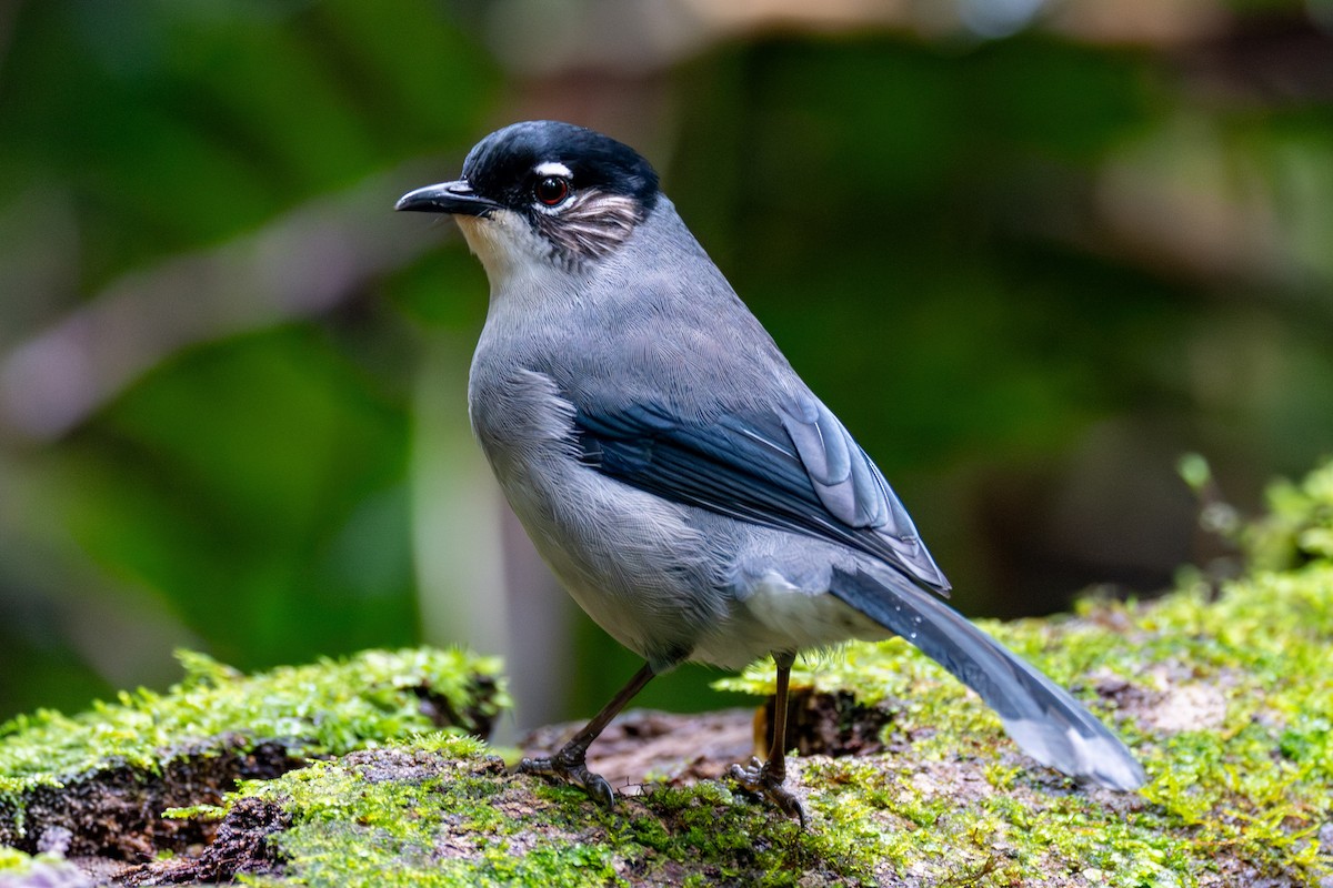 Black-headed Sibia (Lang Bian) - ML647505793