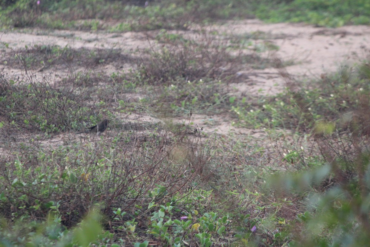 Gray-bellied Cuckoo - ML647505794