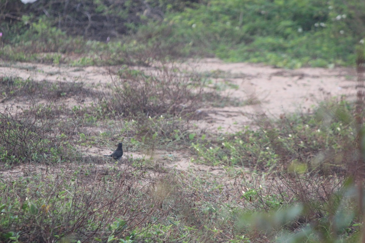 Gray-bellied Cuckoo - ML647505800