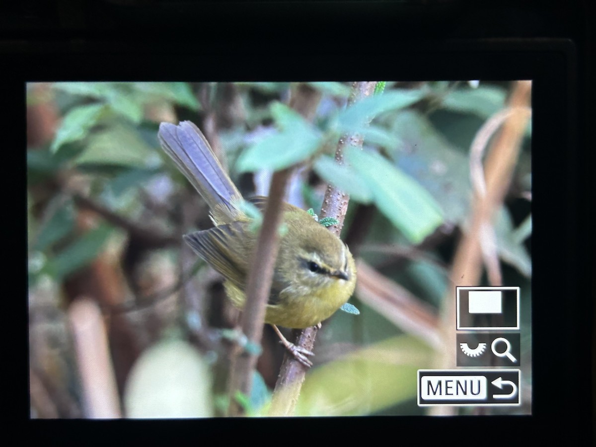 Aberrant Bush Warbler - ML647505805