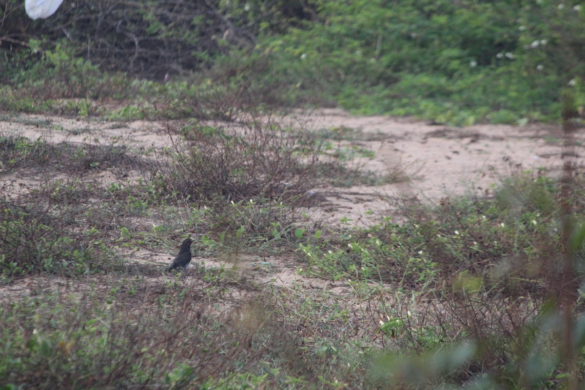 Gray-bellied Cuckoo - ML647505810