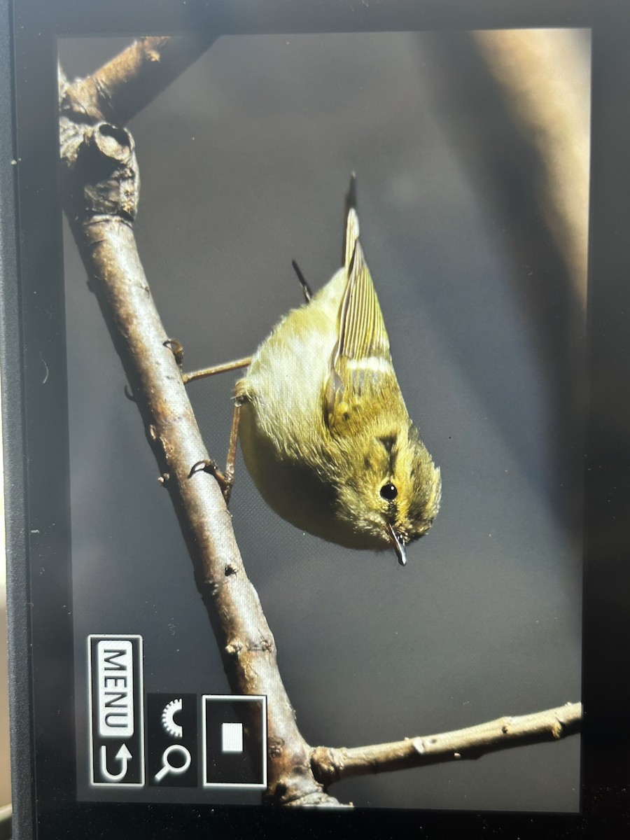 Lemon-rumped Warbler - ML647505817