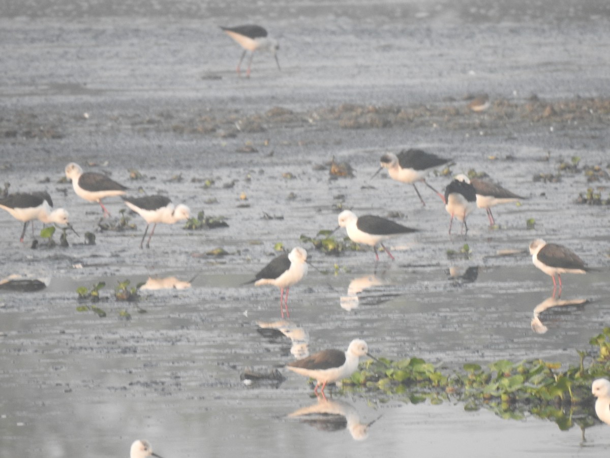 Black-winged Stilt - ML647505818