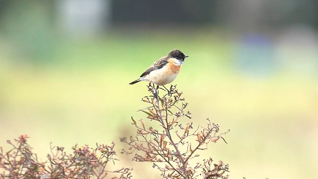 Трав'янка східна - ML647505829