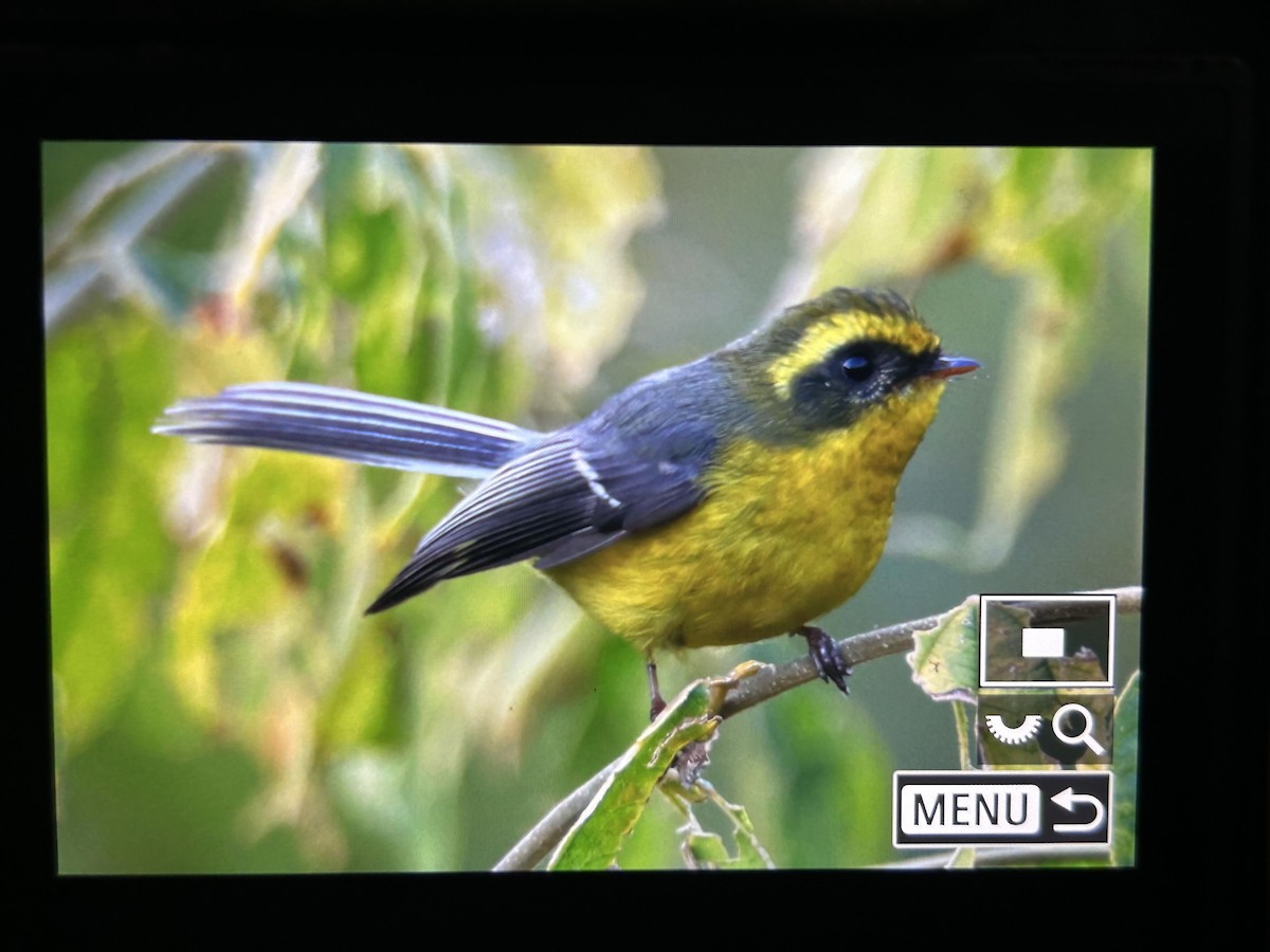 Yellow-bellied Fairy-Fantail - ML647505834