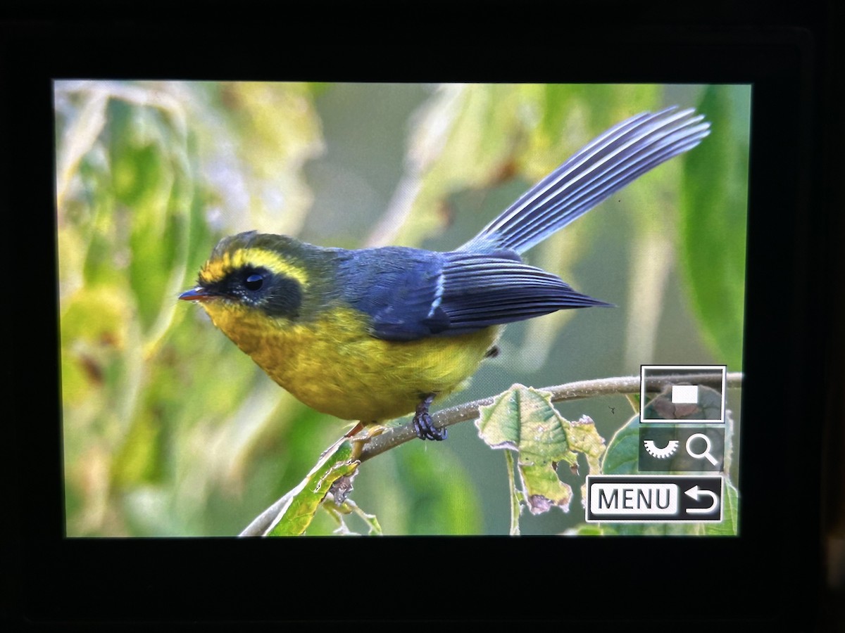 Yellow-bellied Fairy-Fantail - ML647505835