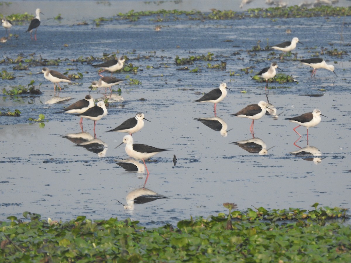 Black-winged Stilt - ML647505837