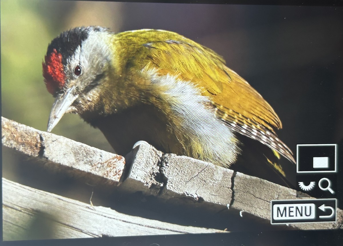 Küçük Yeşil Ağaçkakan - ML647505838