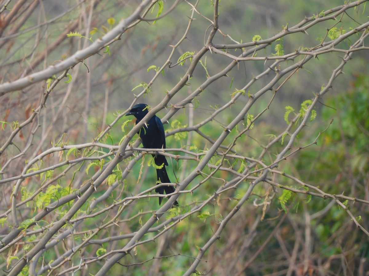 drongo černý - ML647505842