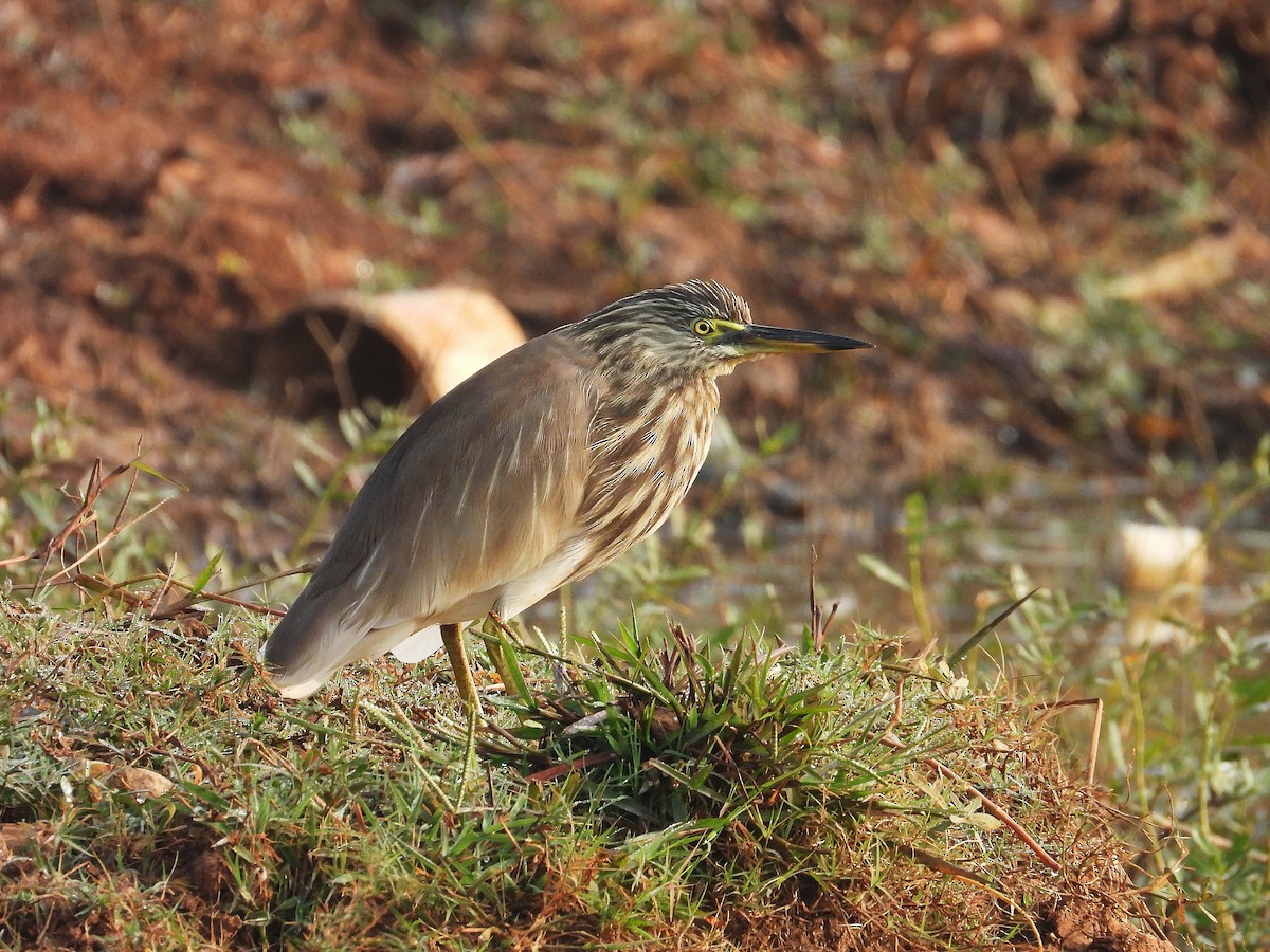 Indian Pond-Heron - ML647505854