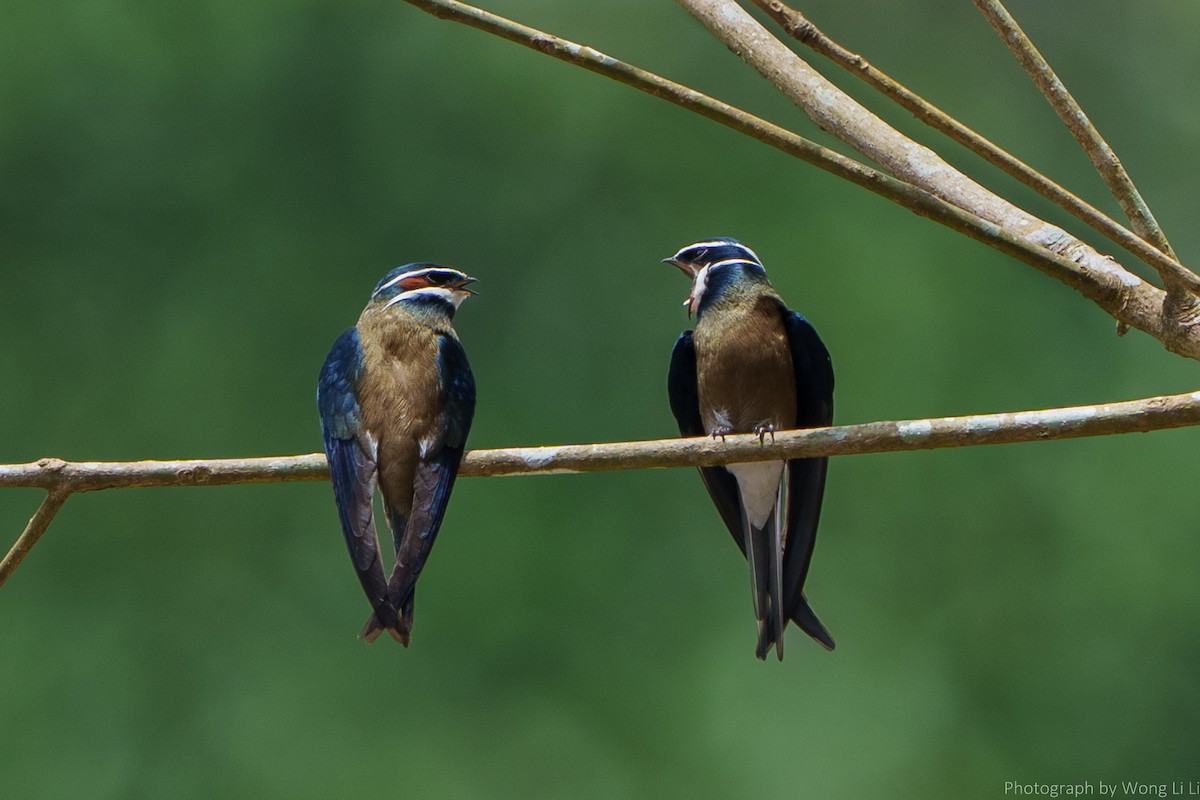 Whiskered Treeswift - ML647505880