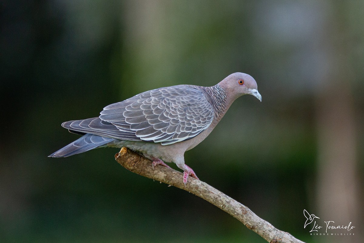 Paloma Picazuró - ML647505882