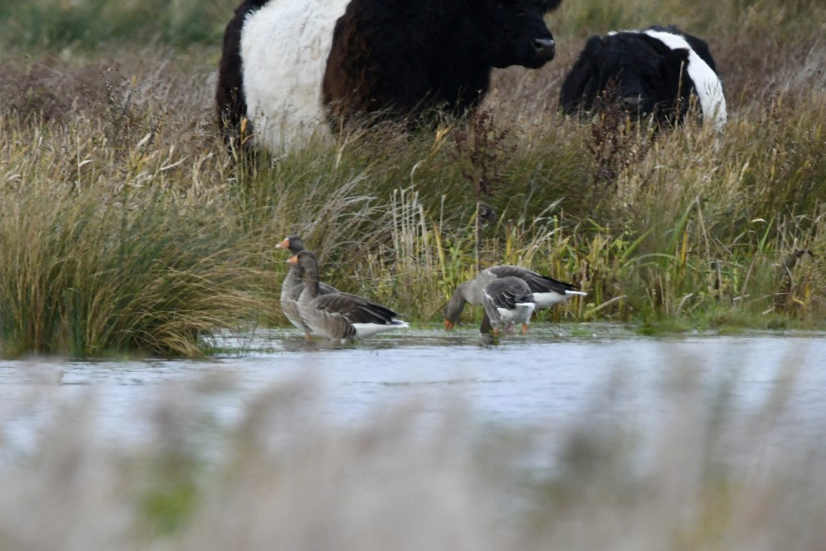 Graylag Goose - ML647505888
