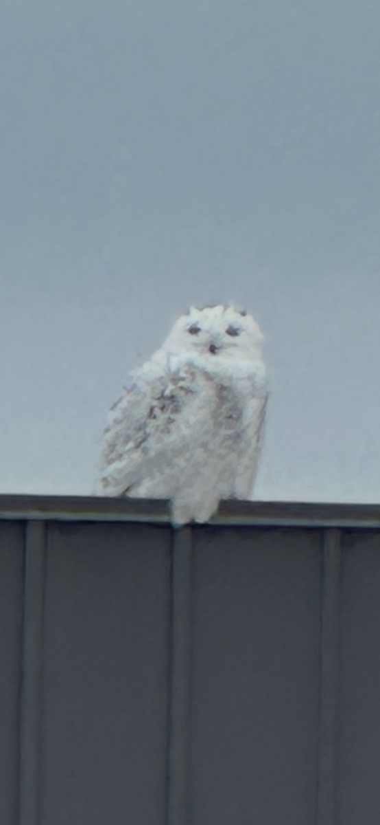 Snowy Owl - ML647505898