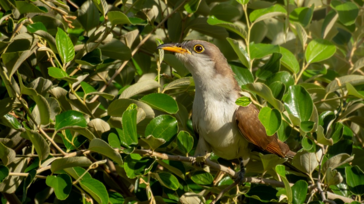 Yellow-billed Cuckoo - ML647505932