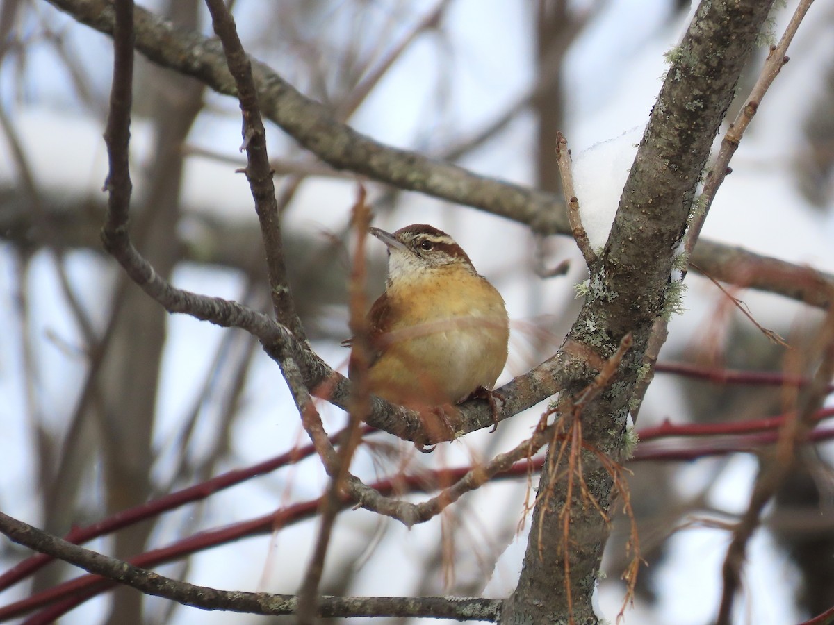 Karolina Çıtkuşu - ML647505933