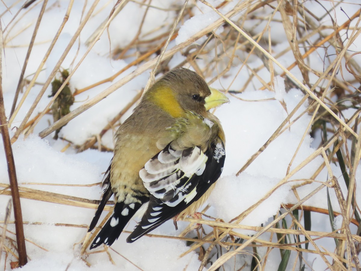 Sarı Kaşlı Kocabaş - ML647505937