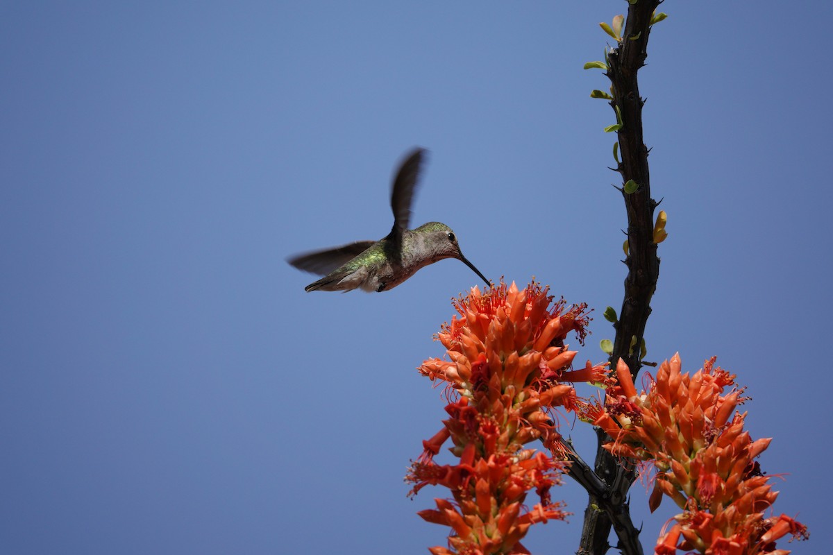 アンナハチドリ - ML647505948