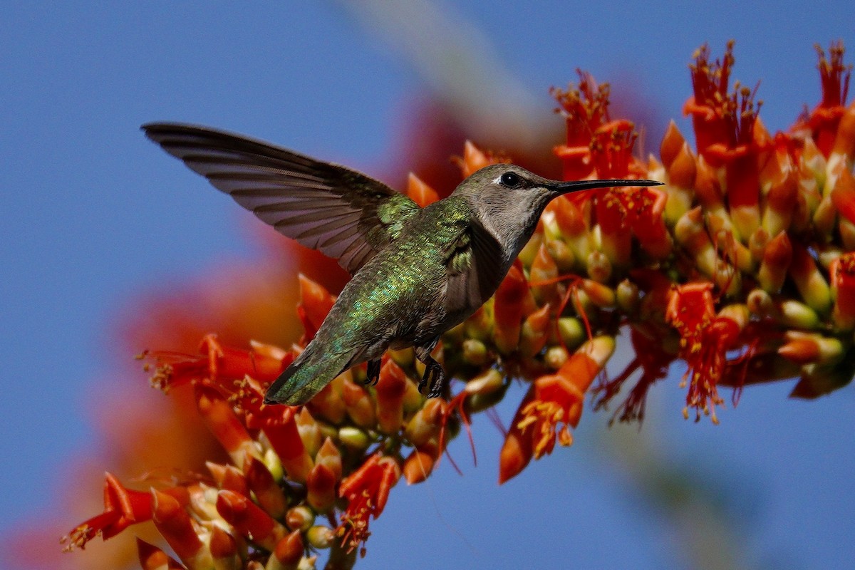 アンナハチドリ - ML647505949